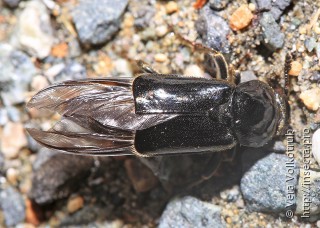 Ptomascopus morio