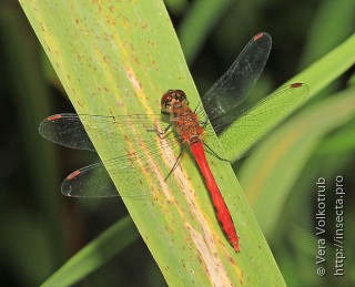 Sympetrum eroticum