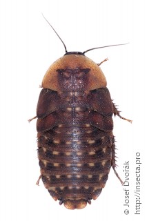 Личинка  Blaberus discoidalis