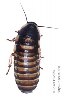Личинка  Elliptorhina chopardi