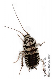 Личинка  Neostylopyga rhombifolia