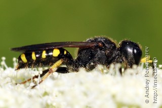 Ectemnius fossorius