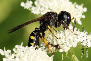 Ectemnius fossorius