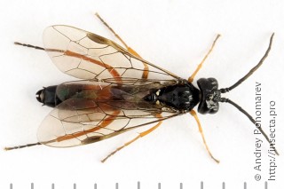 Allantus calceatus