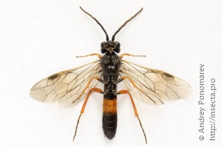 Allantus calceatus