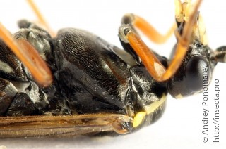 Tenthredopsis ornata