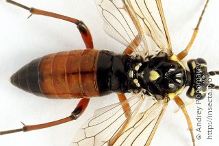 Tenthredopsis ornata