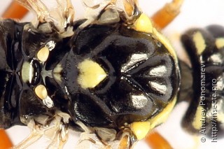 Tenthredopsis ornata