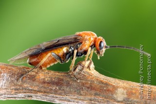 Самка  Hemichroa crocea