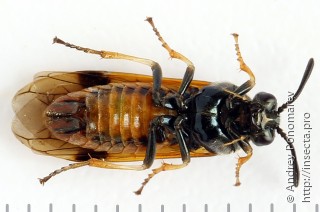 Arge dimidiata