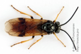 Arge dimidiata