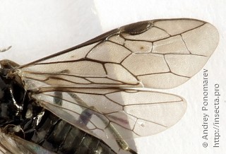 Empria liturata