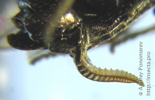 Empria liturata