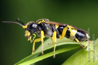 Tenthredo zonula