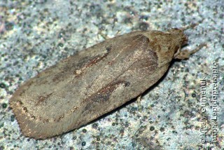 Agonopterix ocellana