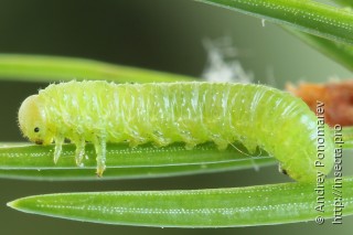 Pristiphora abietina