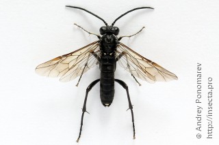 Самец  Macrophya duodecimpunctata