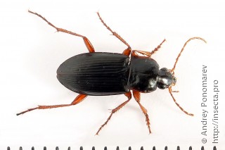 Calathus erratus