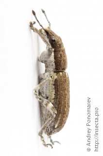 Charagmus griseus