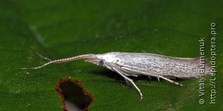 Coleophora albella