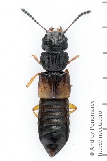 Anotylus rugosus