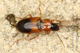 Stenolophus teutonus