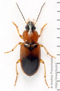 Stenolophus teutonus