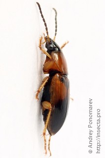 Stenolophus teutonus