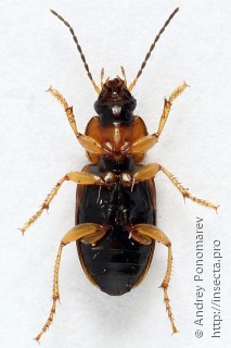 Stenolophus teutonus