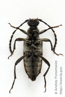 Stictoleptura maculicornis