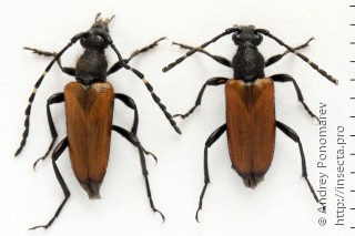 Stictoleptura maculicornis