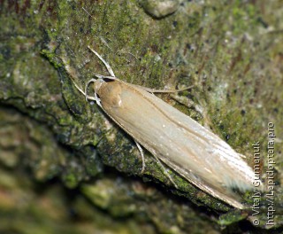 Limnaecia phragmitella