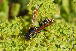 Polistes nimpha