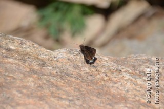 Erynnis funeralis