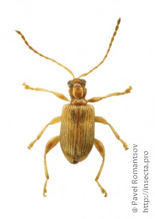 Lipromorpha malayana