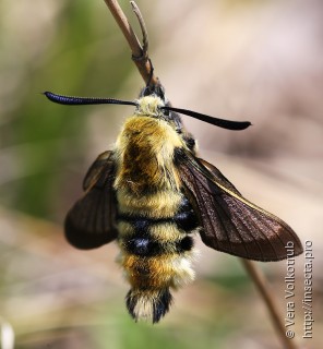 Hemaris radians