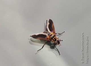 Имаго  Trichopoda pictipennis