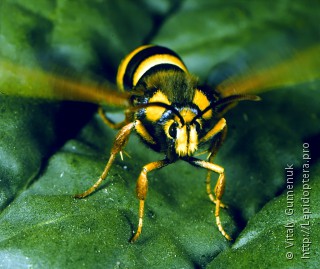 Имаго  (Sesia apiformis)