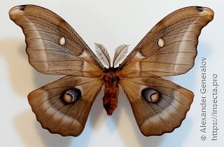 Antheraea polyphemus