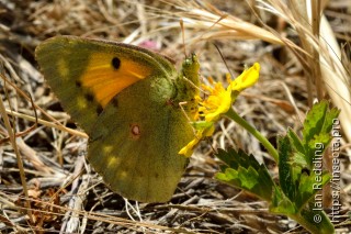 Colias croceus