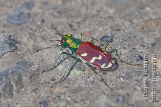 Cicindela coerulea