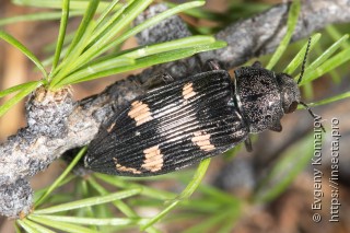Имаго  Buprestis novemmaculata