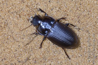 Harpalus hirtipes