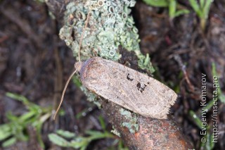 Conistra rubiginosa