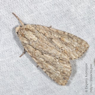 Acronicta hercules