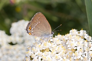 Satyrium acaciae