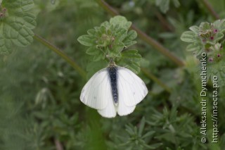 Pieris napi