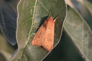Mythimna albipuncta
