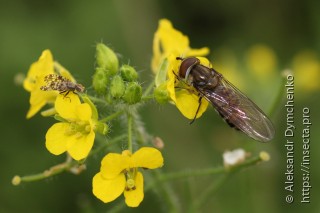 Episyrphus balteatus