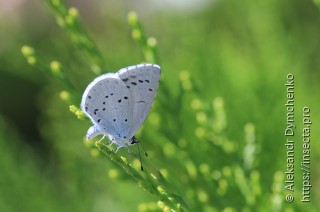 Celastrina argiolus